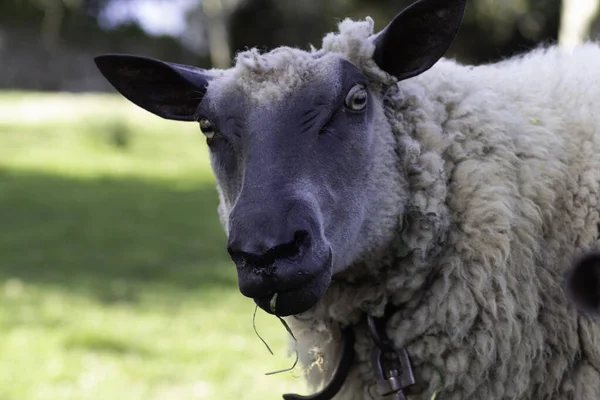 数人の友人の顔で私たちを見ている牧草地で羊を見ることができます — ストック写真