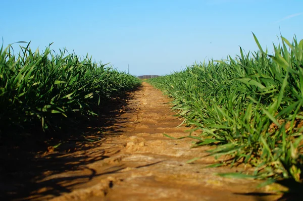 Una Vista Ángulo Bajo Una Pista Neumáticos Campo Grano Tal —  Fotos de Stock