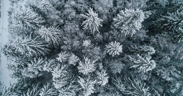 Aerial Top Drönare Skott Ovanför Dyster Vinter Skog Skandinavien — Stockfoto