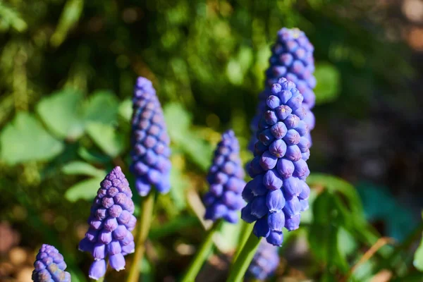Muscari Campanas Azules Jacinto Uva Flor Durante Primavera —  Fotos de Stock