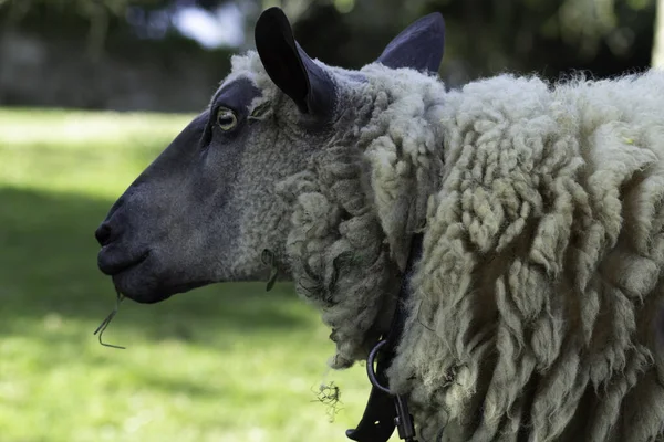 Schafe Starren Die Unendlichkeit — Stockfoto