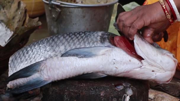 Нерозпізнана Людина Розрізає Велику Рибу Шматки Ножем — стокове відео