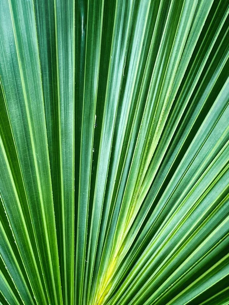 Primo Piano Verticale Delle Texture Una Foglia Palma Verde — Foto Stock