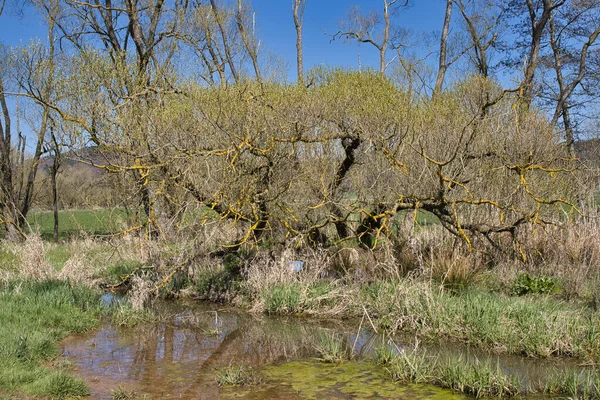Eine Nahaufnahme Eines Trockenen Baumes Sumpf — Stockfoto