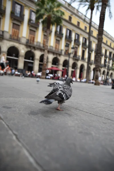 街中を歩いている鳩の垂直ショット — ストック写真