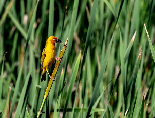 Nahaufnahme Eines Kleinen Gelben Vogels Der Gras Hockt — Stockfoto