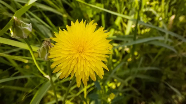 花园里一朵黄色蒲公英的选择性聚焦镜头 — 图库照片