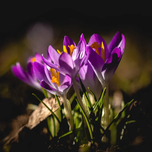 Aquí Puede Ver Azafrán Floreciendo Cuando Primavera Está Llegando —  Fotos de Stock