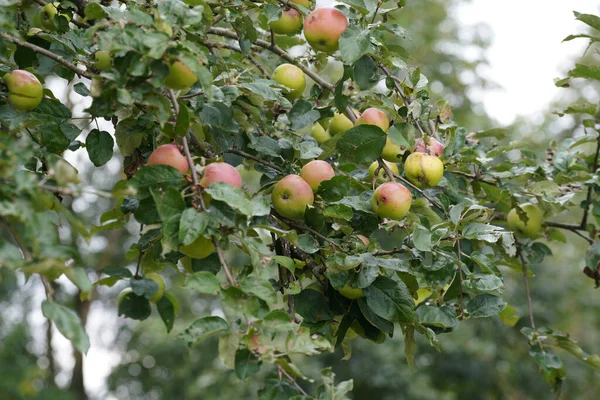 Närbild Ett Äppelträd Med Gröna Blad Dagsljus — Stockfoto