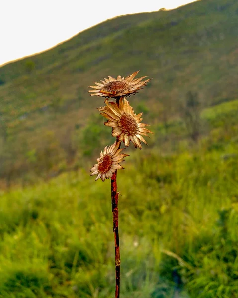 Eine Nahaufnahme Von Verwelkten Sonnenblumen Auf Einem Hintergrund Der Berglandschaft — Stockfoto