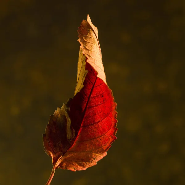 Červený Podzimní List Rozmazaném Pozadí — Stock fotografie