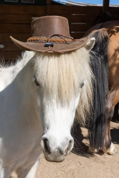 Ahırda Beyaz Şirin Bir Kovboy Şapkasıyla Kameraya Bakıyor — Stok fotoğraf
