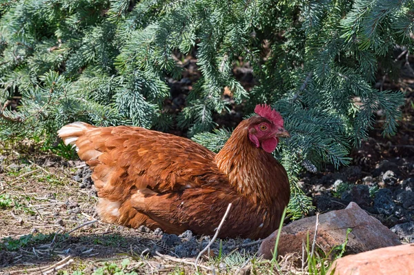 Eine Großaufnahme Eines Roten Huhns Das Bei Tageslicht Freien Eier — Stockfoto