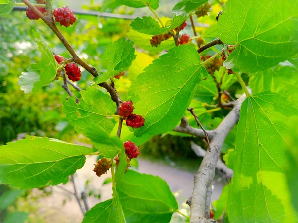 Closeup Shot Wineberries Growing Branches Garden — Stock Photo, Image