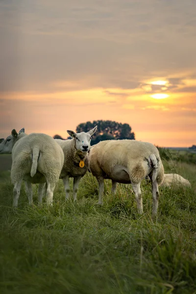 Selective Focus Shot Sheep Meadow Sunset — Stock Photo, Image