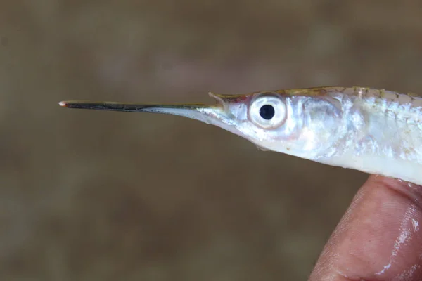 Close Ballyhoo Hemiramphus Brasiliensis Cabeça — Fotografia de Stock