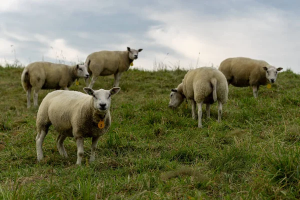 Beau Cliché Moutons Broutant Dans Prairie — Photo