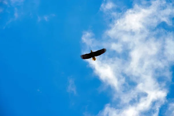 Een Silhouet Van Een Havik Vliegend Tegen Een Bewolkte Blauwe — Stockfoto