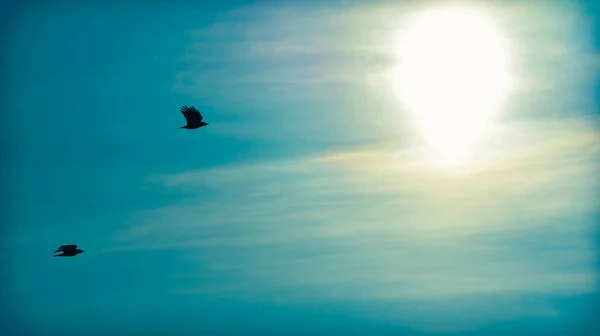 Una Silueta Dos Pájaros Volando Cielo Azul Brillante —  Fotos de Stock