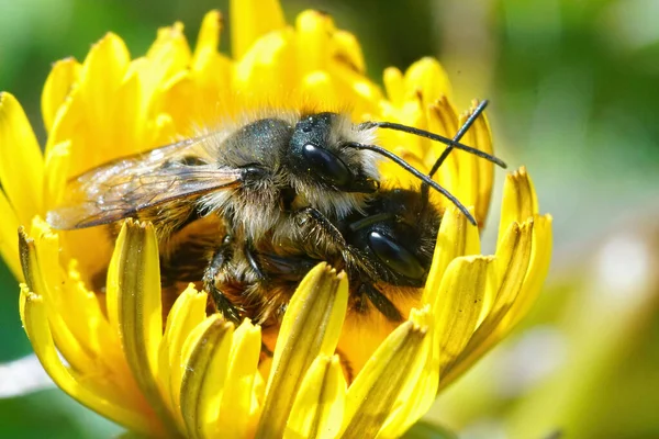 Makró Felvétel Vörös Kőműves Méh Párzásáról Egy Pitypangban — Stock Fotó