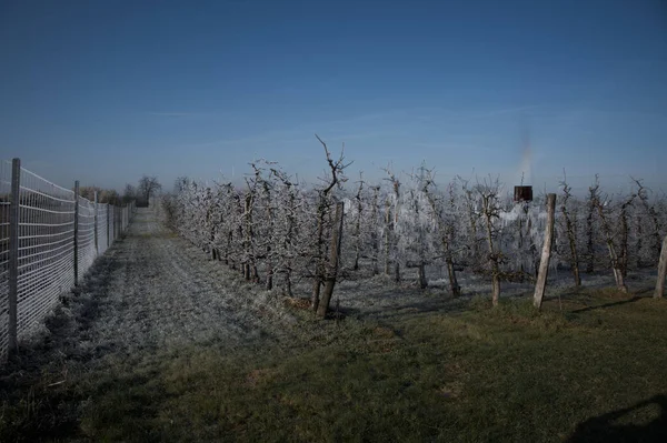 树梢果园里结霜枯萎的树的特写 — 图库照片