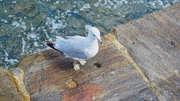 湖の近くのレンガの壁の上に美しい白いカモメが立っています — ストック写真