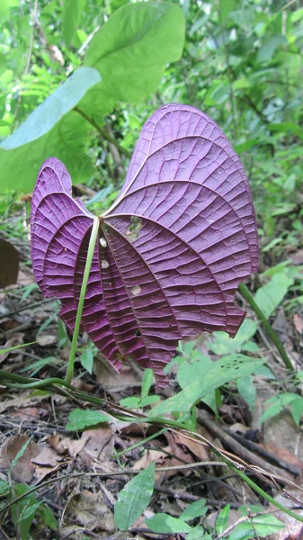 Sebuah Tanaman Violet Laceleaf Anthurium Yang Mempesona Hutan Tropis — Stok Foto