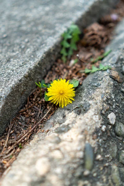 Păpădie Galbenă Crescută Între Pietre — Fotografie, imagine de stoc