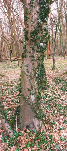 Drzewo Porośnięte Bluszczem — Zdjęcie stockowe