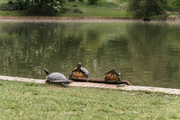 Hayvanat Bahçesindeki Kaplumbağaların Yakın Çekimi — Stok fotoğraf
