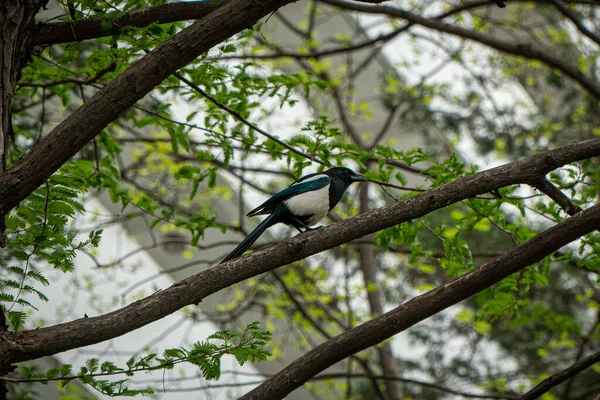 Hermoso Pájaro Urraca Euroasiático Posado Una Rama Árbol —  Fotos de Stock