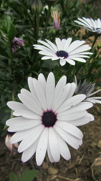 Gros Plan Belles Marguerites Africaines Dans Une Forêt — Photo