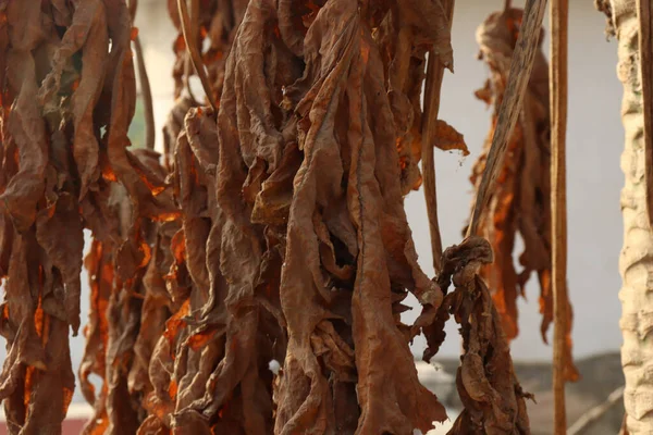 Closeup Shot Dried Brown Leaves Tree — Stock Photo, Image