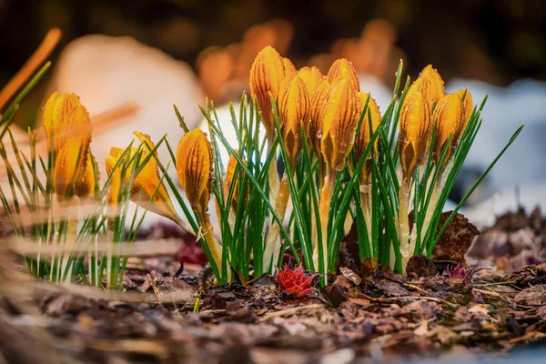 Closeup Yellow Crocuses Blooming Field Sunlight Blurry Background — Stock Photo, Image