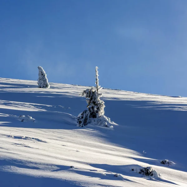 Neige Arbres Enneigés Massif Sancy Département Puy Dome Auvergne Rhône — Photo