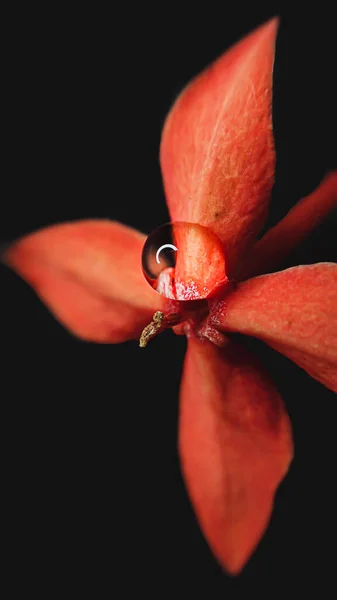 Colpo Isolato Fiore Rosso Con Goccia Rugiada Uno Sfondo Nero — Foto Stock