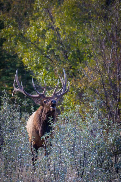 Alce Cervus Canadensis Che Sgorga Nella Foresta — Foto Stock