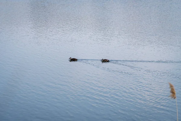 Zwei Enten Schwimmen See — Stockfoto