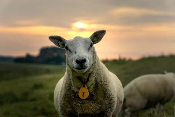 Výběrový Snímek Ovce Límečkem Číslem Tři Louce Během Západu Slunce — Stock fotografie