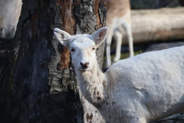 Piękny Biały Jeleń Przy Drzewach Złapanych Zoo — Zdjęcie stockowe