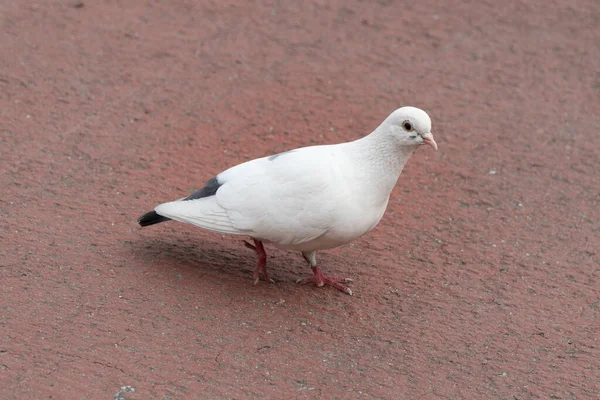 Eine Weiße Taube Auf Dem Sand Freien — Stockfoto