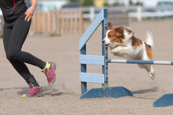 Gros Plan Une Personne Formant Adorable Collie Rugueux Sur Terrain — Photo