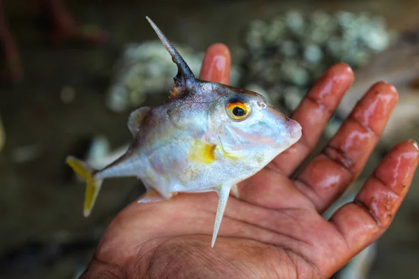 Eine Menschliche Hand Hält Den Kurznasen Dreibeinfisch Triacanthus Biaculeatus — Stockfoto