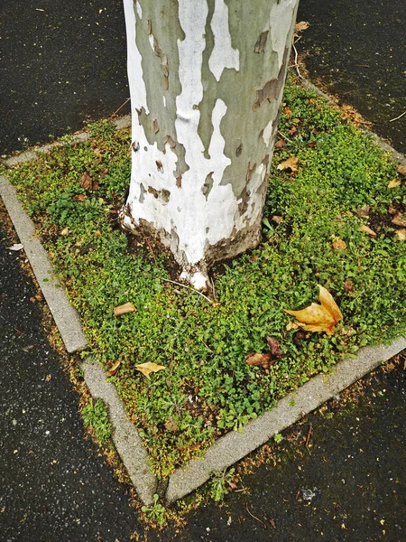 Nahaufnahme Eines Baumes Auf Der Straße — Stockfoto