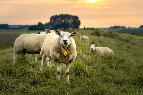 Mise Point Sélective Mouton Avec Collier Numéro Deux Dans Prairie — Photo