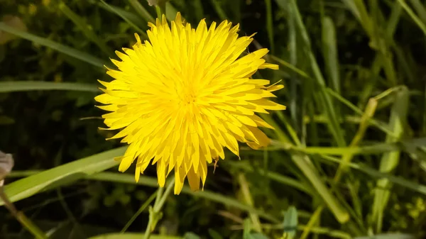 Tiro Seletivo Foco Dente Leão Amarelo Jardim — Fotografia de Stock