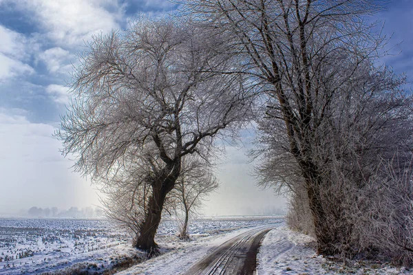 Ein Rad Markiert Einen Schneebedeckten Meeresufer Mit Vereisten Bäumen Daneben — Stockfoto