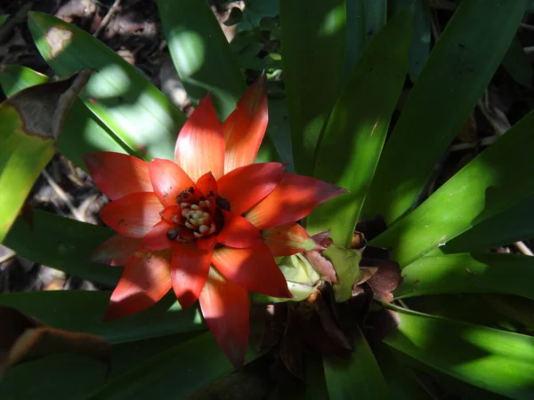 Gyönyörű Vörös Virág Bromelia Növény Árnyékban — Stock Fotó