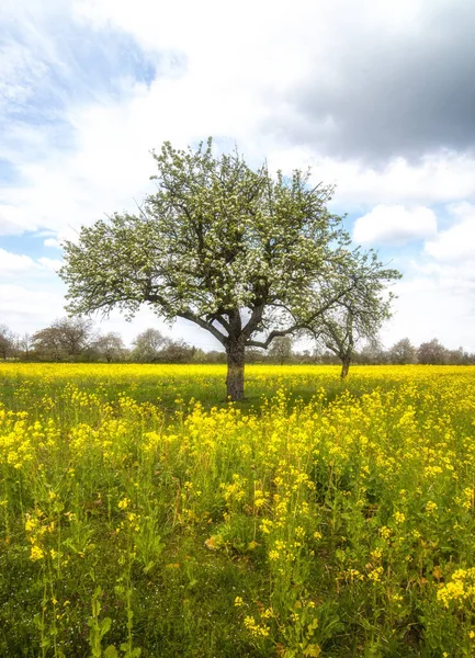 Sarı Çiçek Tarlasının Ortasında Yapayalnız Açan Bir Ağaç — Stok fotoğraf