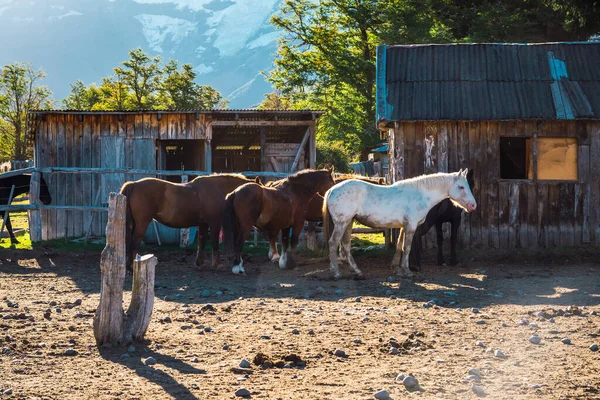Eine Gruppe Pferde Auf Einem Bauernhof Patagonien Argentinien — Stockfoto